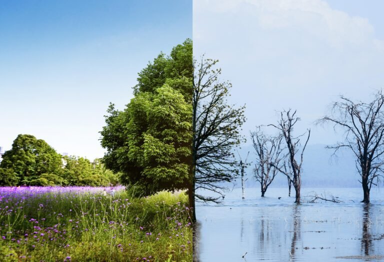 sustainability and climate crisis